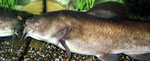 Ameiurus nebulosus: 32 Zentimeter langes Exemplar