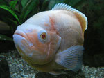 Astronotus ocellatus Zuchtform "Roter Oscar"