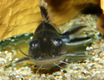 Pimelodus ornatus im Profil