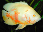 Astronotus ocellatus Albinovariante (männliches Tier)