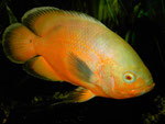 Astronotus ocellatus Zuchtform "Roter Oscar"
