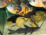 Aguarunichthys torosus und Astronotus ocellatus