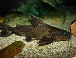 Pterodoras granulosus