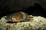 Pseudopimelodus bufonius: Das zweite Tier ist deutlich heller.