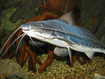 Calophysus macropterus adult