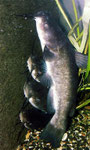 Katzenwelse halten sich immer an der dunkelsten Stelle im Aquarium auf, so wie hier direkt vor dem Hamburger Mattenfilter,