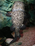 Warteposition von Cephalosilurus apurensis