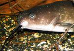 Katzenwels