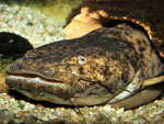Cephalosilurus fowleri
