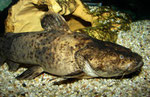 Cephalosilurus fowleri adult