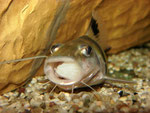Pimelodus ornatus: Auch dieser "Riesenhappen" wird sukzessive verschlungen.