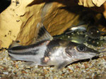 Pimelodus ornatus
