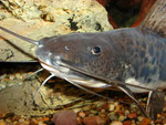 Calophysus macropterus adult