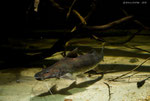 Brachyplatystoma vaillantii
