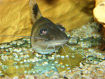 Pimelodus ornatus