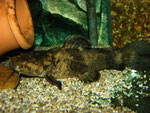 Cephalosilurus fowleri