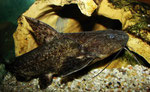 Pterodoras granulosus