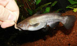 Ameiurus nebulosus: Katzenwelse bei der Fütterung von Hand.
