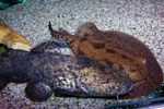Cephalosilurus apurensis zusammen mit Potamotrygon hystrix