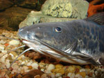 Calophysus macropterus adult im Profil