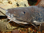 Calophysus macropterus adult