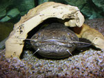 Cephalosilurus apurensis: typische Ruheposition