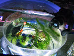 Ein Aquarium in ungewohnter Form.