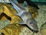 Pimelodus ornatus: Ihre Bewegungen dabei sind als schnell bis rasant zu beschreiben.