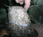 Cephalosilurus apurensis: Dieses eingewöhnte Exemplar lässt Berührungen zu.