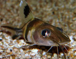 Pimelodus ornatus juvenil: Durch den recht großen Kopf mit seinen ausdrucksstarken Augen üben vor allem junge Exemplare wie dieses auf den Betrachter eine starke Anziehungskraft aus.