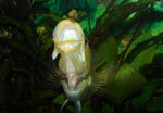 Im Aquarium lässt sich Petenia splendida (allerdings nur als Jungtier!) gut an Futter-Pellets (hier Maxi-Größe für Störe) gewöhnen - nach ihnen schnappen diese Cichliden bald genauso gierig wie nach Fischen.
