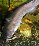 Ameiurus nebulosus