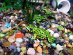 Bei einigen Tieren bekam ich Lust auf Terraristik.
