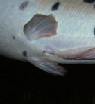 Clarias batrachus: Genitalpapille beim Männchen