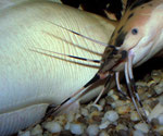 Clarias batrachus: Paarung