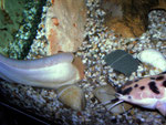 Clarias batrachus