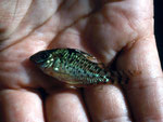 Dieser hübsche Panzerwels (Corydoras spec.) kommt hier in Massen vor.