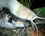 Clarias batrachus