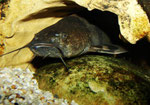 Pseudopimelodus bufonius lauert in seinem Versteck.