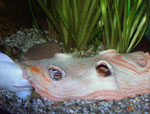 Clarias batrachus: Das Froschwelsweibchen dringt dabei sogar in das Versteck ein.