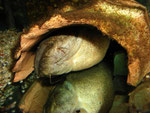 Cephalosilurus fowleri