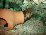 Cephalosilurus apurensis