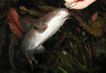 Ameiurus nebulosus: Katzenwelse bei der Fütterung von Hand.