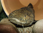 Cephalosilurus apurensis