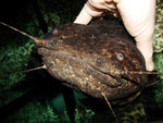 Cephalosilurus nigricaudus