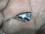 Marmorbeilbauchfisch (Carnegiella strigata).