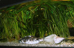 Clarias batrachus - Aquarium