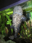 Cephalosilurus nigricaudus