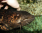 Cephalosilurus nigricaudus