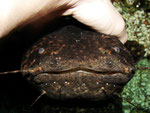 Cephalosilurus nigricaudus